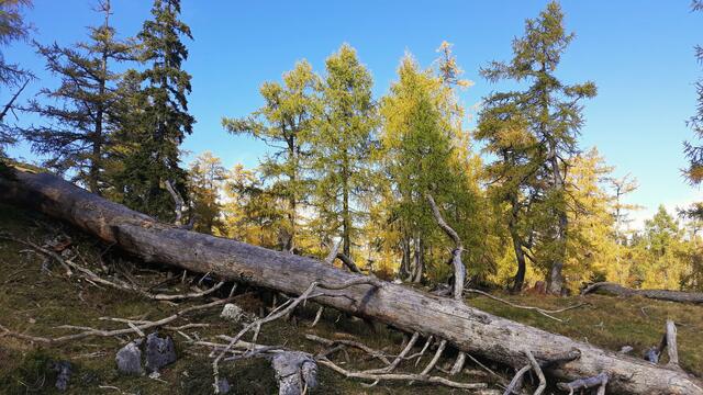 NATUR PUR
 