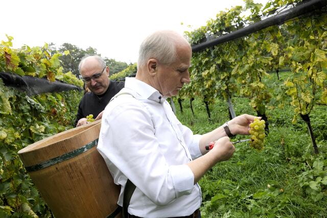 Auch Landesrat Hans Seitinger und Bischof Wilhelm Krautwaschl halfen bei der Weinlese mit.  | Foto: apresvino.at