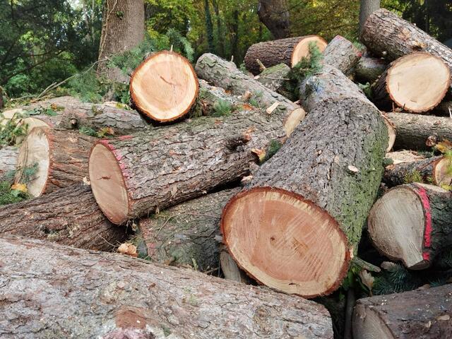 Bis zu 100 Jahre alte Bäume wurden schon gefällt.