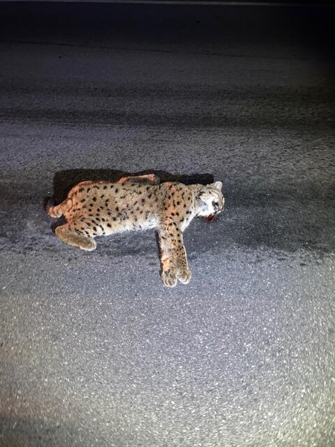 Nach derzeitigem Ermittlungsstand ist davon auszugehen, dass der Luchs durch die Kollision mit einem KFZ getötet wurde und der Unfalllenker anschließend Fahrerflucht beging. | Foto: Polizei