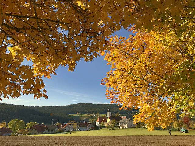 Goldener Herbst in Miesenbach #nixalsmiesenbach