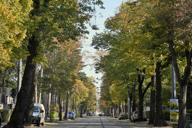 In der Pötzleinsdorfer Allee gibt es insgesamt 107 Lindenbäume. | Foto: BV18