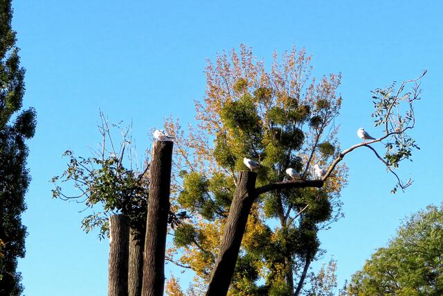Der eingekürzte Baum scheint den Möwen gut zu gefallen