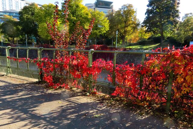 Leuchtend rote "Vorhänge" aus dem Wilden Wein