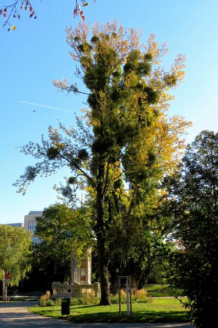 Der alte Miraculix hätte seine Freude an so vielen Mistelbüschen (so sieht der Baum auch im Winter grün aus 😉)