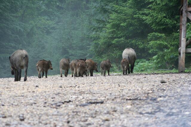 Der Landesjagdverband OÖ kritisiert das Wildtiermanagement im Nationalpark – trotz steigender Population dürfen keine Wildschweine gejagt werden. | Foto: OÖLJV