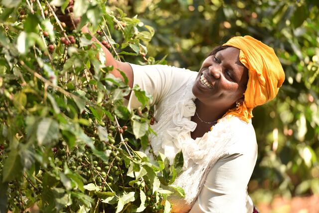 Kaffeeanbau unter fairen Bedingungen. | Foto: Fairtrade International