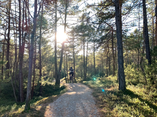 Einfacher Flow-Trail durch den Wald, ohne Wurzeln. Ein Auf und Ab auf rund 1,5km. | Foto: Komoot: Mela