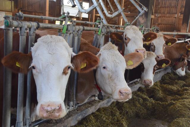 Foto: Elisabeth Kloiber