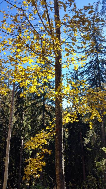 Foto: Christian Pendl