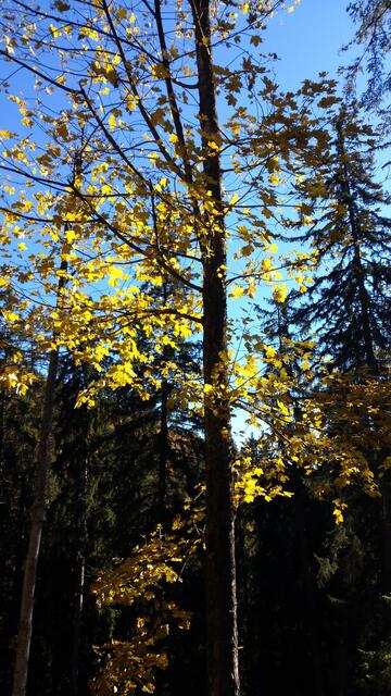 Foto: Christian Pendl