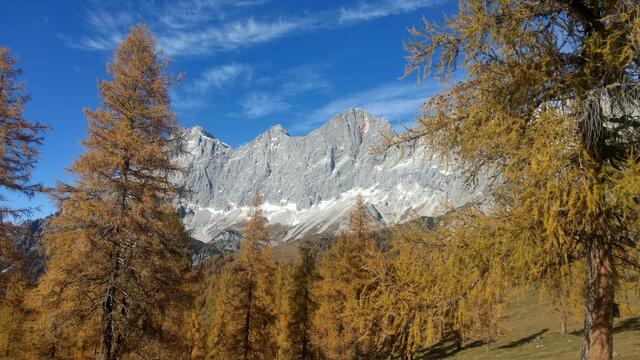 Zwischen Latschen, Kiefern und Fichten blickt man immer wieder auf den Dachstein.  | Foto: Christian Pendl