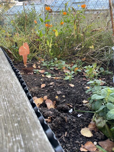 Gartenpflege im Herbst So wird der Garten jetzt winterfest