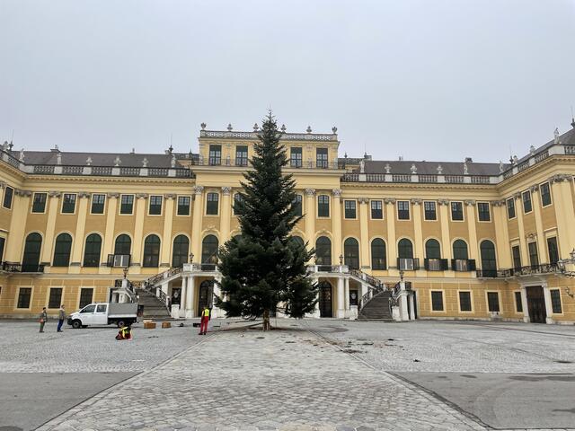 Der Baum steht... am 20. November wird er feierlich illuminiert | Foto: Berger