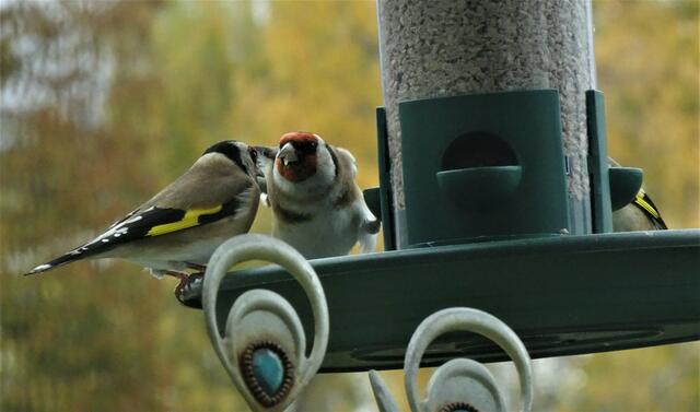 Diese 3 Stieglitze konnte ich gerade voller Freude bei meiner Futterstelle am Balkon mit der Kamera einfangen.
