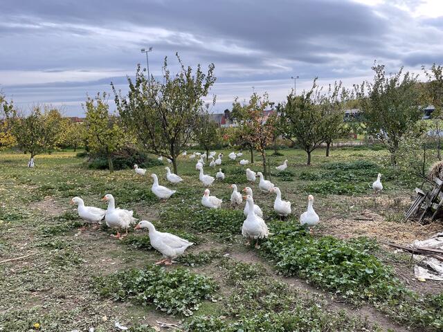 Auch sogenannte Lockengänse tummeln sich im Garten der Familie Glaser.