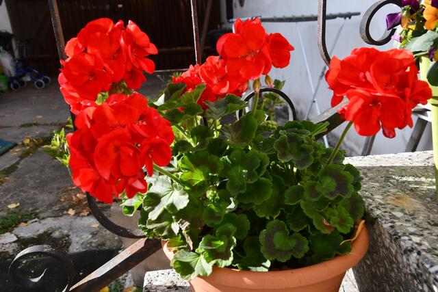 Blumen im November 2021 Horn