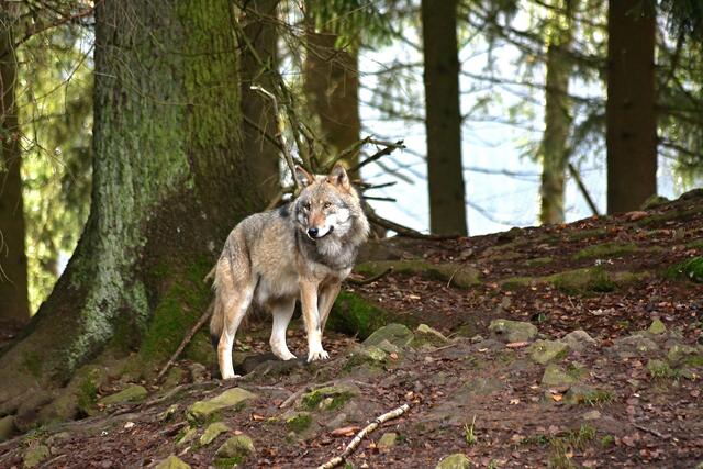 Wolf | Foto: Pixabay/jggrz (Symbolbild)