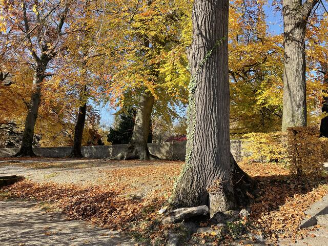 Das herbstliche Wetter sorgt für schöne Farbenspiele. | Foto: sm