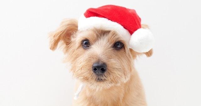 Der Hundeweihnachtsmarkt in Mauer ist ein Pflichttermin für alle Hundebesitzer.