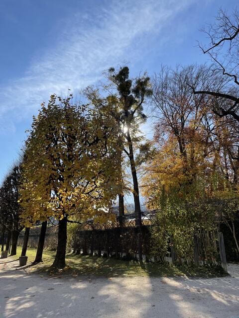 Die Bäume entfalten im Herbst ihre Farbvielfalt.  | Foto: sm