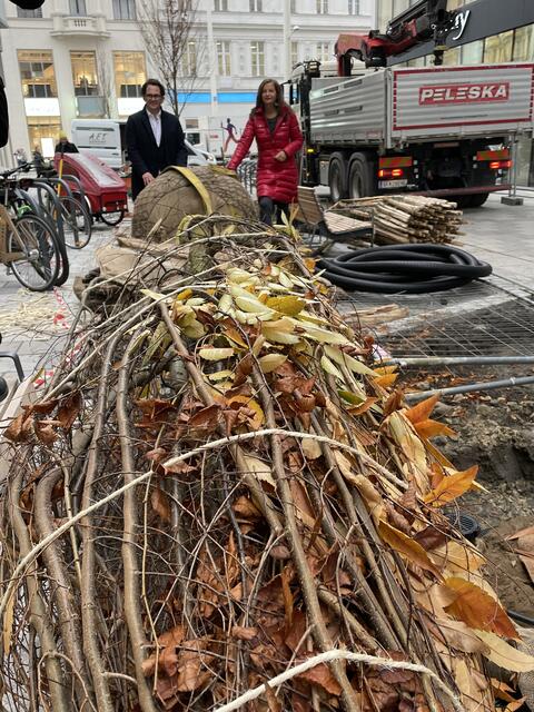 Jeder Baum ist 25 Jahre alt, rund zehn Meter hoch und wiegt über eineinhalb Tonnen. | Foto: Nicole Gretz-Blanckenstein