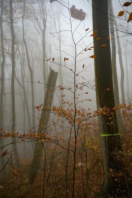 Schwebende Baumstämme im nebelverhangenen Wienerwald | Foto: ÖBf-Archiv/F. Helmrich