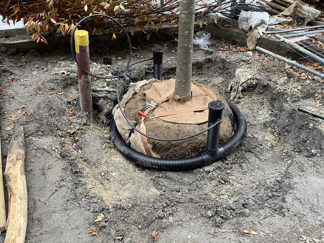 Die neu eingepflanzten Bäume sollen künftig Schatten spenden und das Mikroklima am Neubau verbessern. | Foto: Nicole Gretz-Blanckenstein