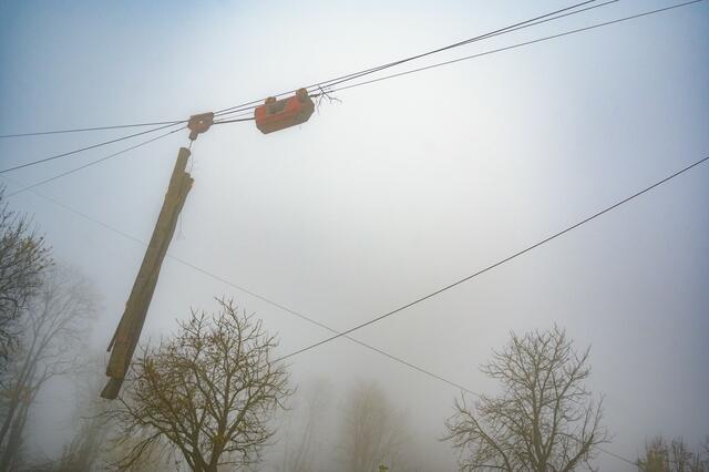 Schwebende Baumstämme im nebelverhangenen Wienerwald | Foto: ÖBf-Archiv/F. Helmrich