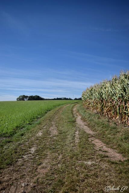 Schöner Wiesenweg  | Foto: Gabriele P.