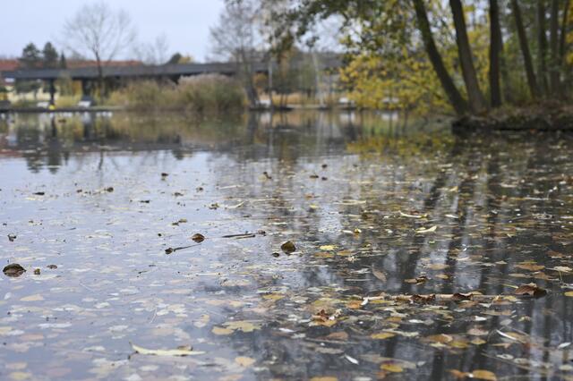 Goldfische, Schildkröten, Enten und Möwen tummeln sich im und um den Uni-Teich.