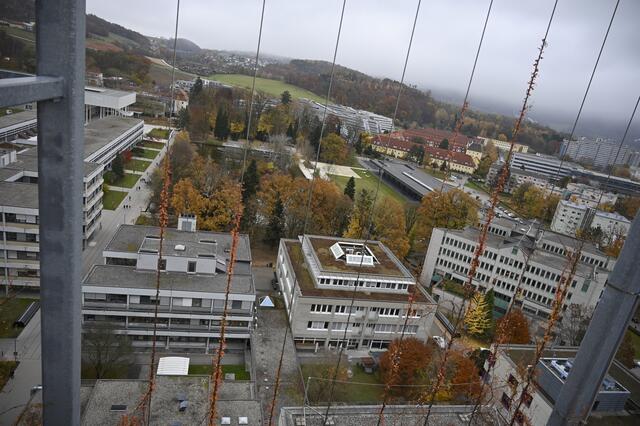 Wenn die Rankpflanzen den Aussichtsturm einmal erobert haben, gibt es diesen Blick nach Osten wohl nicht mehr.
