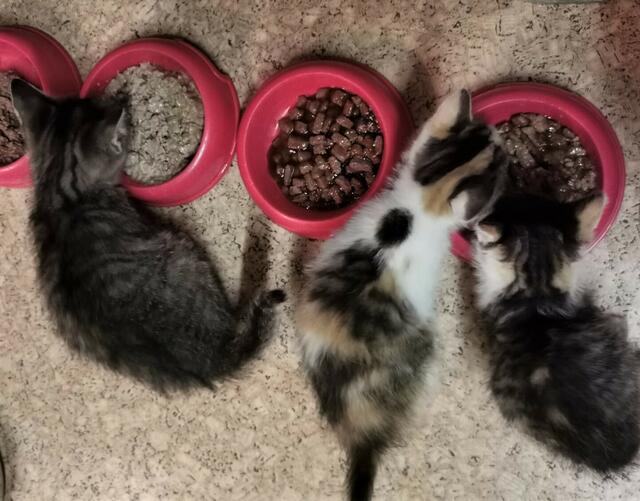 Die geretten Babykatzen "Aronia", "Apfelsine" und "Aprikose" werden wieder aufgepäppelt.