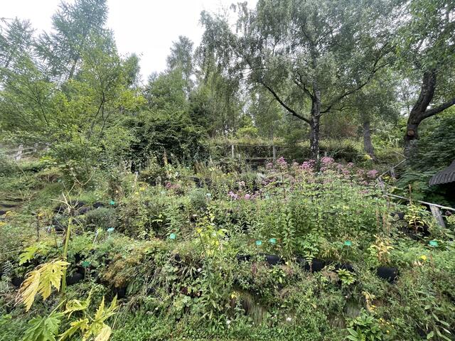 Der Kräutergarten in Steuerberg.  | Foto: FNL