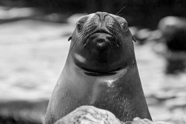Pedro ist im Alter von zwei Jahren leider verstorben.  | Foto:  Daniel Zupanc Fotografie