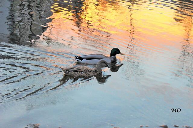 Ein Entenpaar auf der Mur