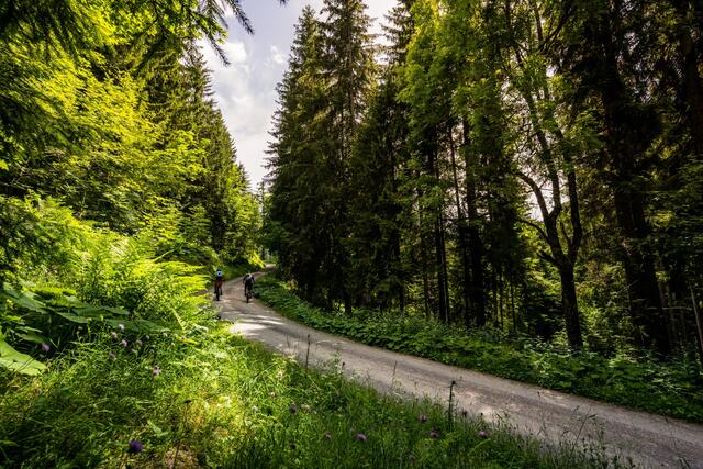 Der Klimawandel bedroht nicht nur Mensch und Tier, auch Bäume stoßen durch Trockenheit und Wetterextreme an ihre Grenzen | Foto: Michael Stabenthieiner