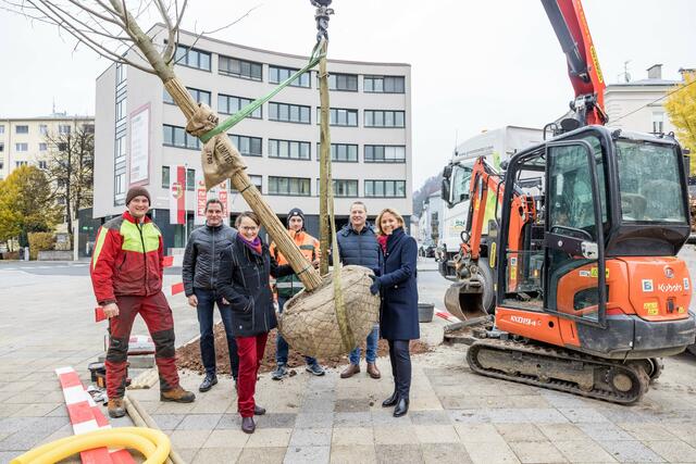 Die junge Linde, bevor sie in das Erdloch gepflanzt wird. | Foto: wildbild