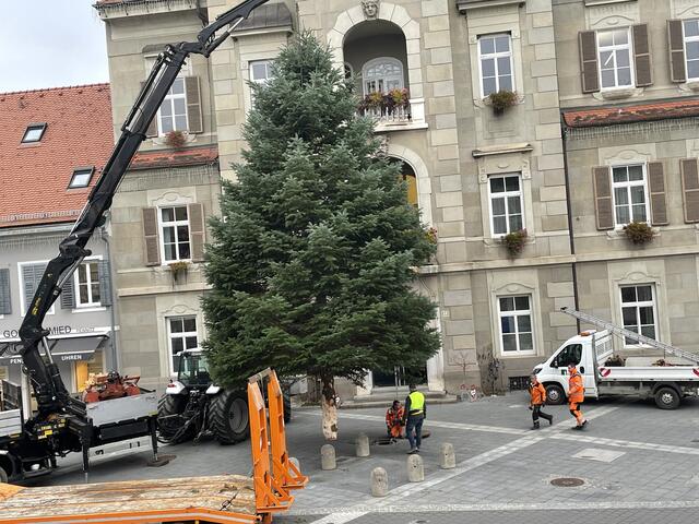 Heute wurde der Weihnachtsbaum vor dem Rathaus in Leibnitz aufgestellt. Er wurde von Sebastian Huss aus Wagna gespendet. | Foto: Waltraud Fischer