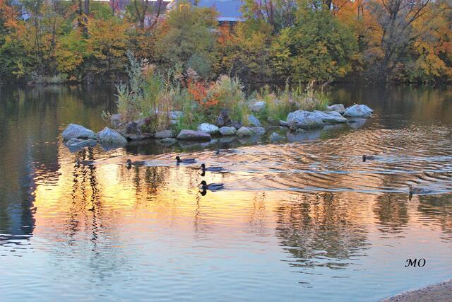 Enten in der Grazer Augartenbucht
