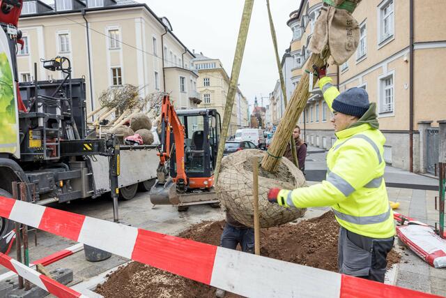 Vorsichtig wird der Wurzelballen der jungen Linde in das Erdloch gehievt. | Foto: wildbild 