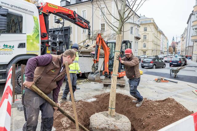 In gemeinsamer ämterübergreifender Zusammenarbeit wurde erneut eine Linde am Julius Raab-Platz gepflanzt. | Foto: wildbild