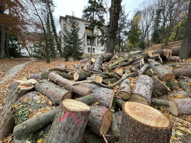 Im Park der Villa liegen noch die gefällten Bäume. | Foto: Michael J. Payer