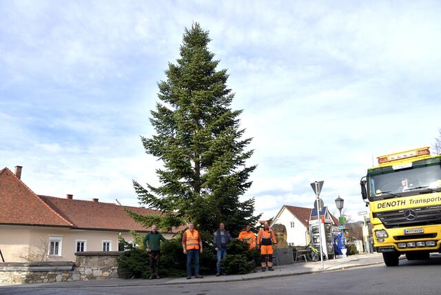 Mitarbeiter der Stadtgemeinde Wolfsberg und der Firma Denoth Transporte stellten heute die Christbäume auf. | Foto: MeinBezirk.at