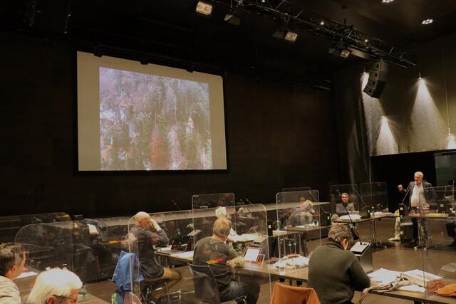 Der Antrag zur Erlassung eines Tiroler Baumschutzgesetzes wurde von einigen Kufsteiner Mandataren auf unterschiedliche Weise interpretiert. | Foto: Christoph Klausner