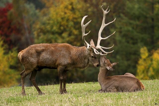 Schöne Tage für Familien: Ein einmaliger Besuch des Wildpark Aurach ist ebenso in der ErlebnisCad Tirol inkludiert.