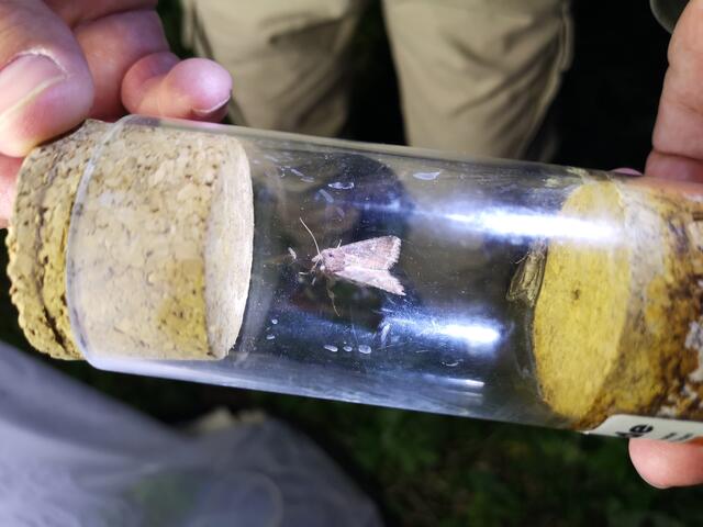 Schmetterlinge und andere Insekten untersucht. | Foto: R. Widmoser