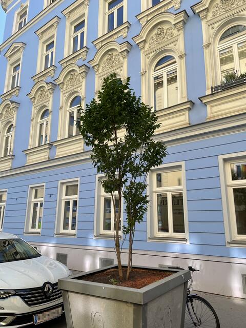 Neue Baumtröge und Pflanzenbeete gibt es in der Kluckygasse. Die Bewässerung übernehmen die Anrainer. | Foto: BV20