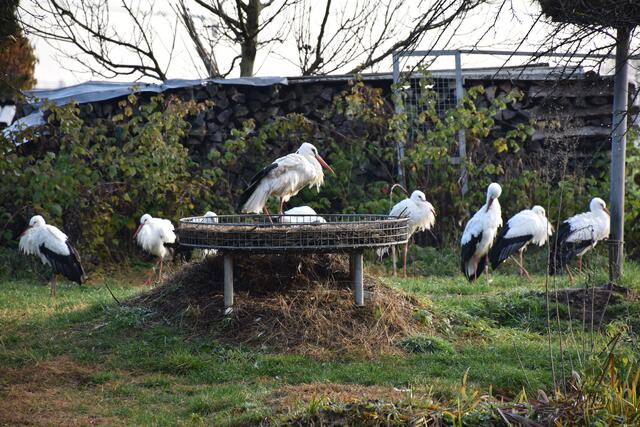 Derzeit werden auf der Storchenstation in Tillmitsch 17 Störche mit Handicaps versorgt, die im Winter nicht nach Afrika fliegen können. | Foto: Waltraud Fischer