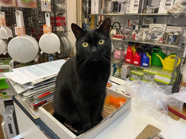 Bei Geschirr Niessner ist Kater Ramses der Chef. | Foto: WHK